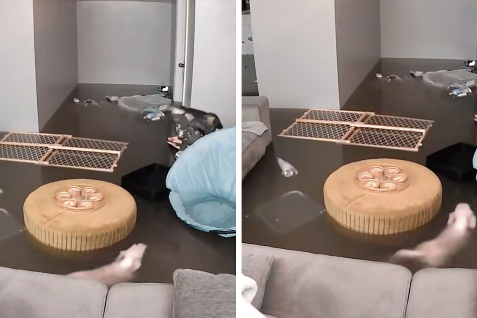 This dog took advantage of the new "pool" in her own way.