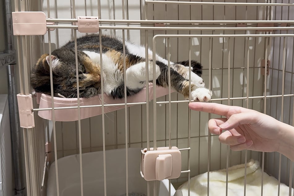 Dozens of cats escape Japanese mall struck by deadly earthquake!