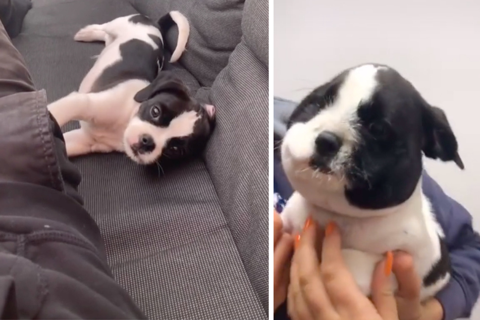 It didn't even taste that good! This little puppy just ate a bee.