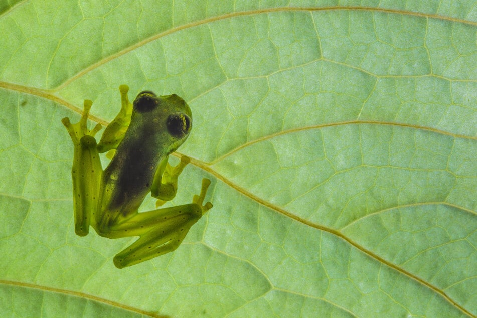 Glassfrogs can make themselves transparent by hiding most of their red blood cells in their liver