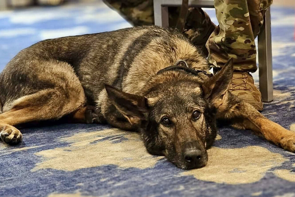 Max the dog was also honored with the "Hero with a Heart" award.