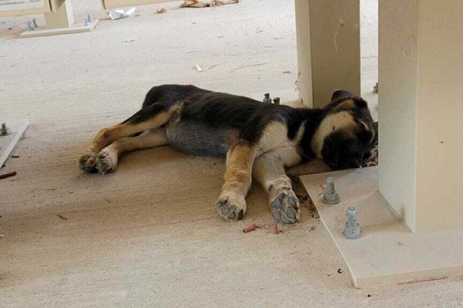 Texan finds box of "free puppies" abandoned at post office!