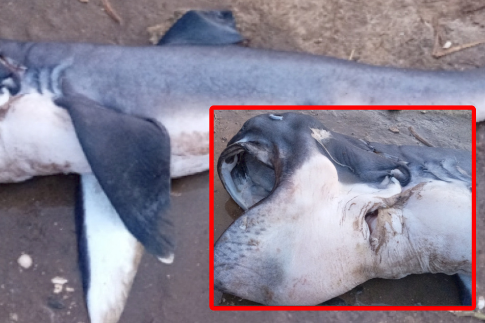 Extremely rare shark caught and sold for next to nothing!