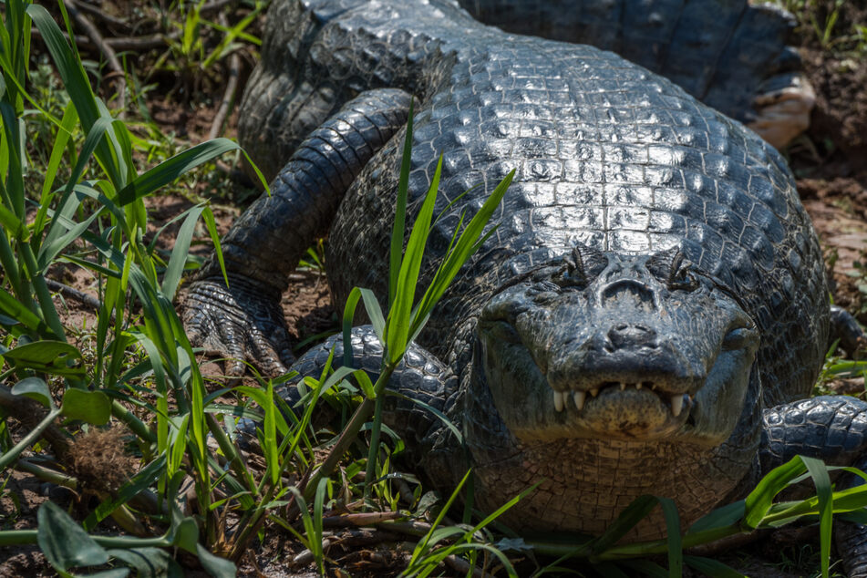 Woman defends husband from alligator with this surprising household item: "I knew I had to do whatever it took"