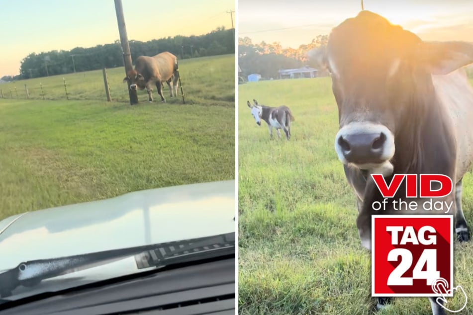 Daniel caught his cow halfway over an electric fence and trying to make a break for the road, but the cow was NOT happy about getting busted!