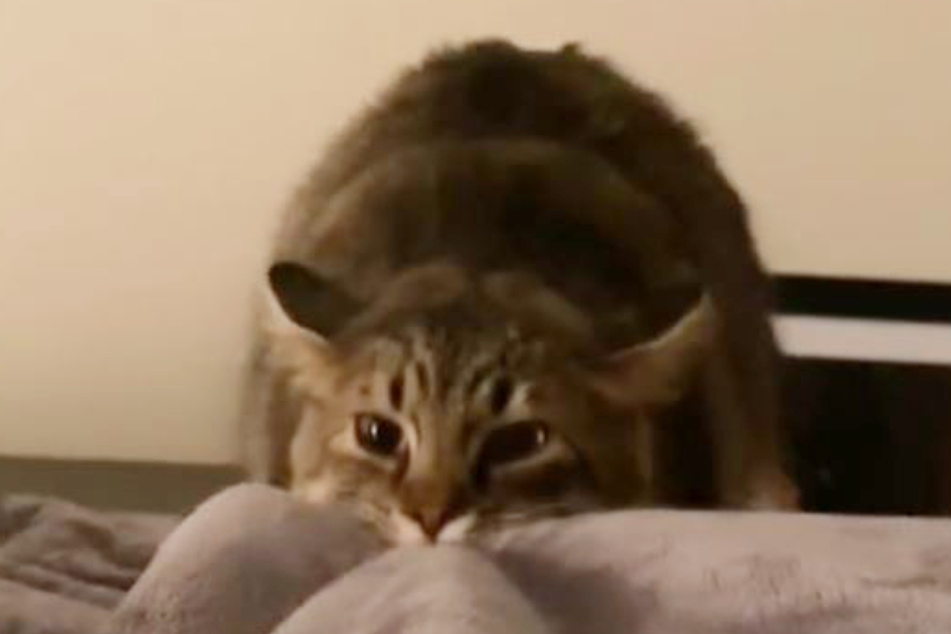 Cat Bleu Cheese likes to show his evil side: instead of cuddling, he likes to steal his owner's blanket.