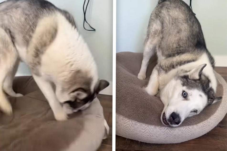 Husky has the perfect reaction to her owner's shady song!
