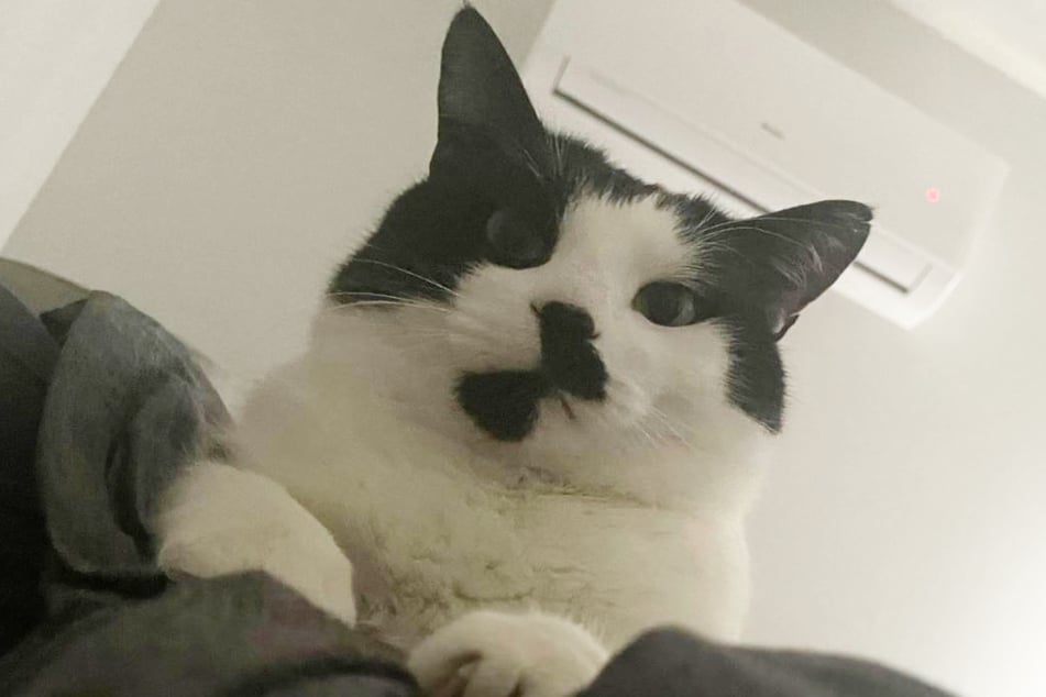 This cat is clearly not happy about his breakfast being late.