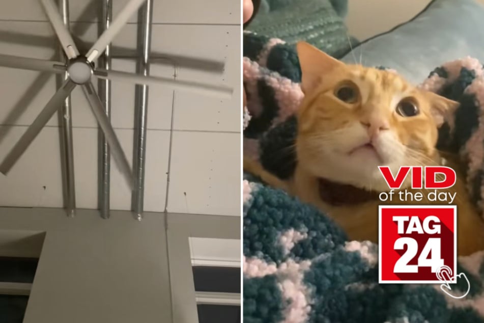 Viral Video of the Day for April 25, 2023: Terrified kitty vs. ceiling fan