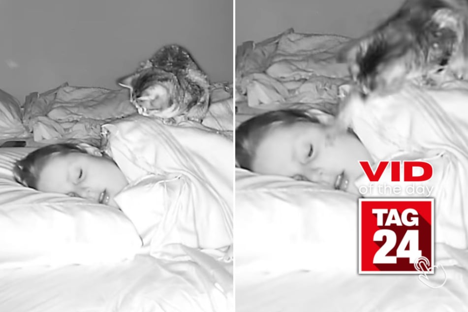 Viral Video of the Day for March 26, 2026: Cat slaps sleeping owner awake in hilarious clip
