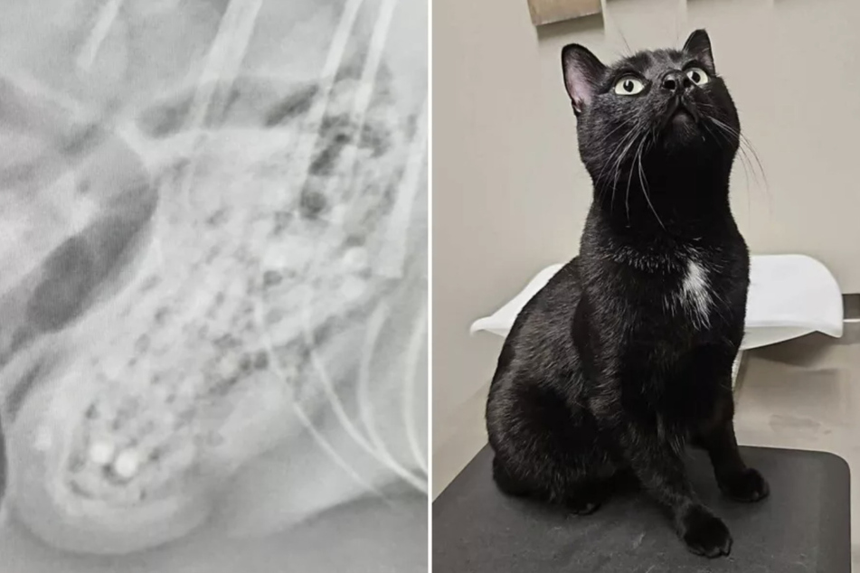 Cat owner sounds the alarm on the dangers of this everyday household object