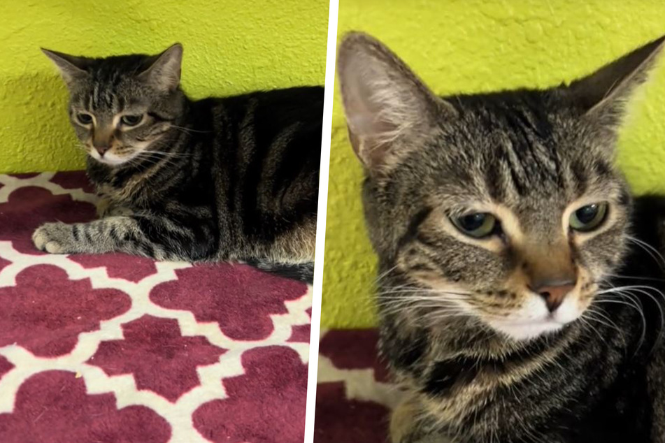Cat's unexpected return to shelter breaks rescue worker's heart