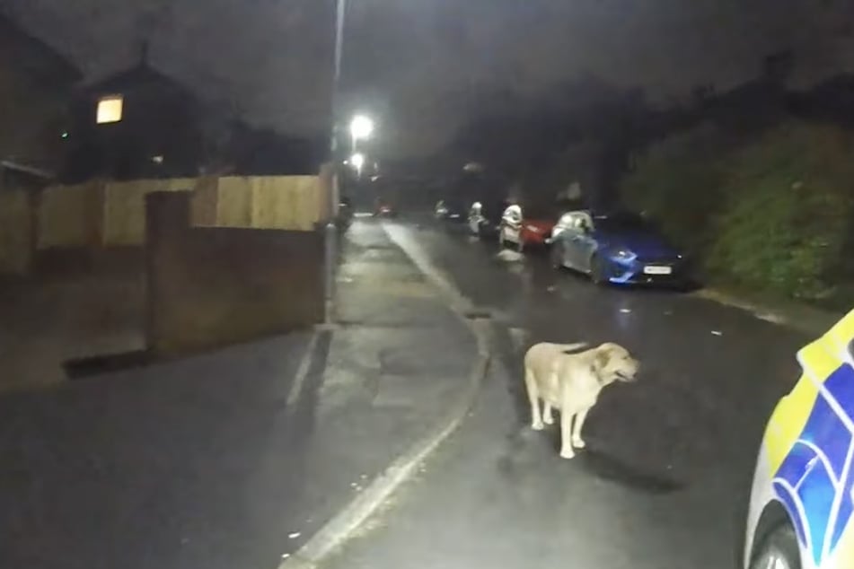 The abandoned Labrador led the officers straight to the fugitive's house!