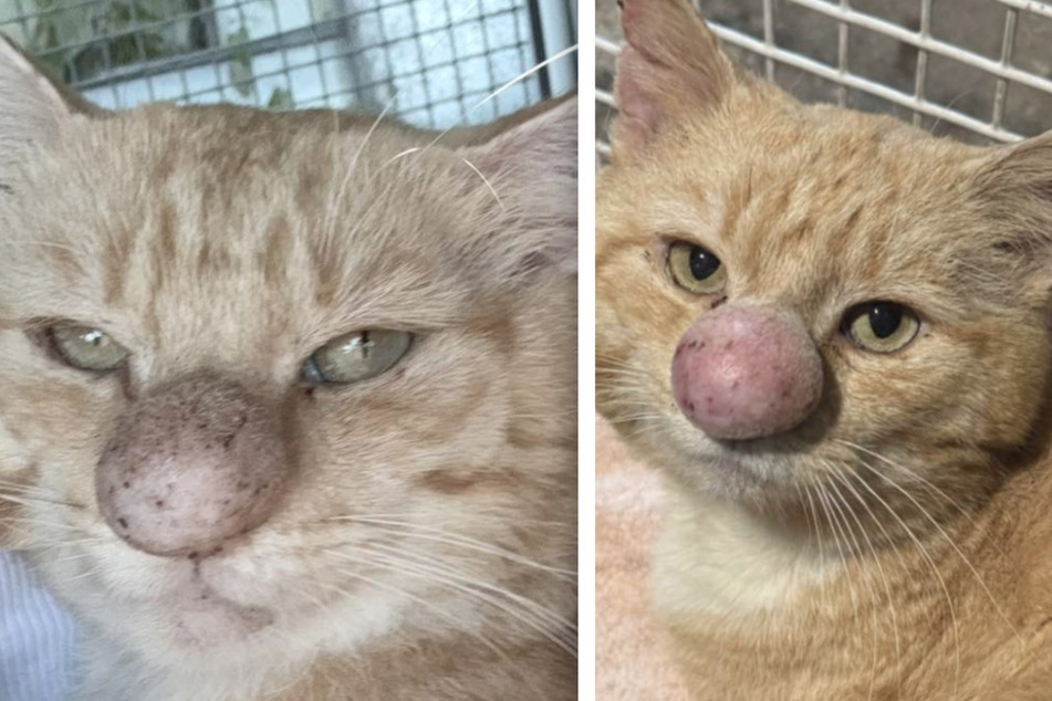 Cat's unusually large nose alarms rescuers – until they learn the cause