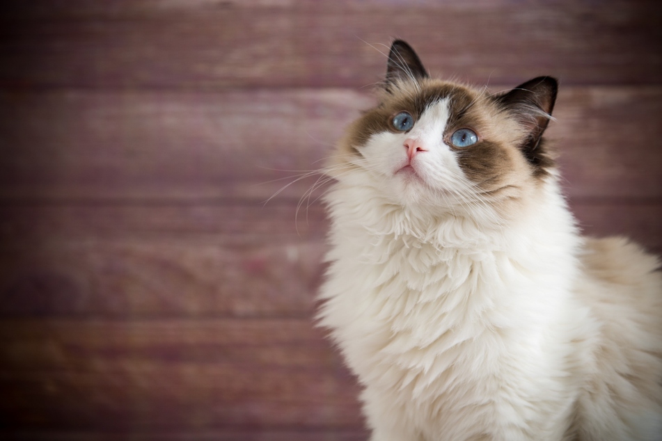 Among the Ragdoll breed there are also some cats with blue eyes.