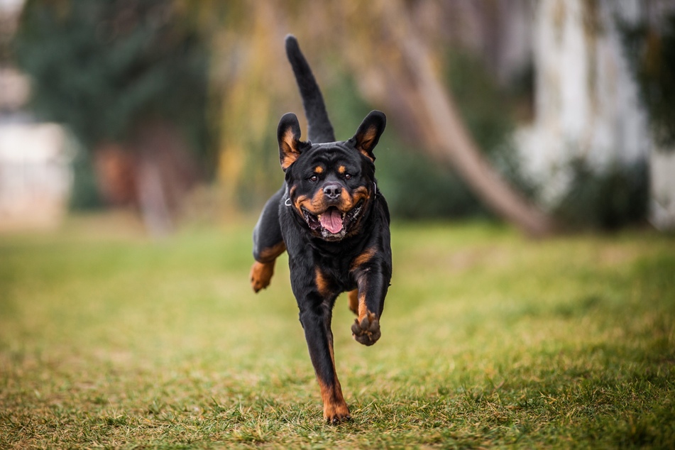 In many cases, the use of a dog whistle will bring your canine companion running.