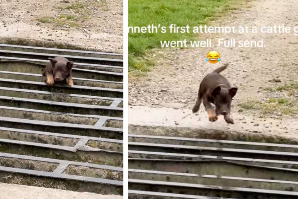 Tiny puppy is determined to follow his owner over metal grate – then comes a total wipeout!