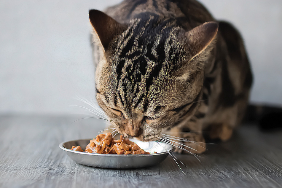 Cats can hardly utilize the nutrients in oatmeal, so food with animal proteins is important to their overall diet.