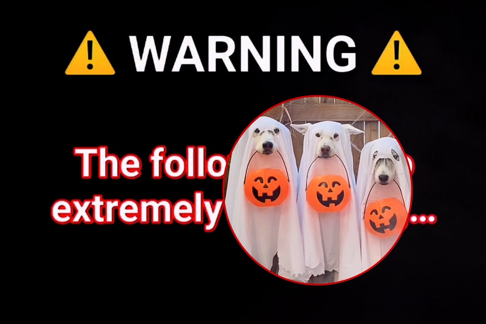 Huskies spook the internet with impressive Halloween costumes: "Extremely scary"