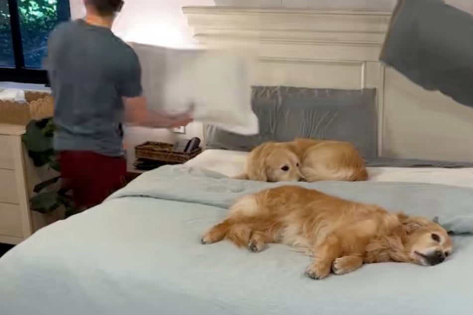 Lounging golden retrievers have hilarious (non)reaction when human parents try to change bedding