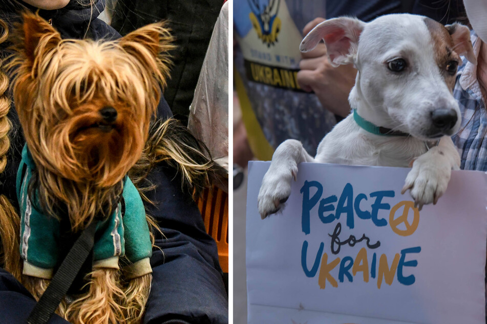 Paw-some effort: Dogs rescuers save animals at the Ukraine border