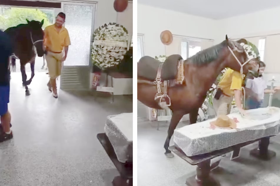 The horse was given the chance to bid her human a final farewell.