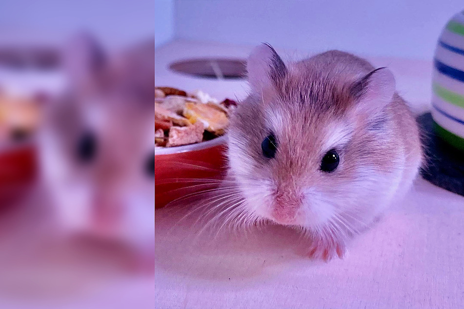 Mr. Goxx returns: Watch out crypto world, the Hamster of Wall Street is back!
