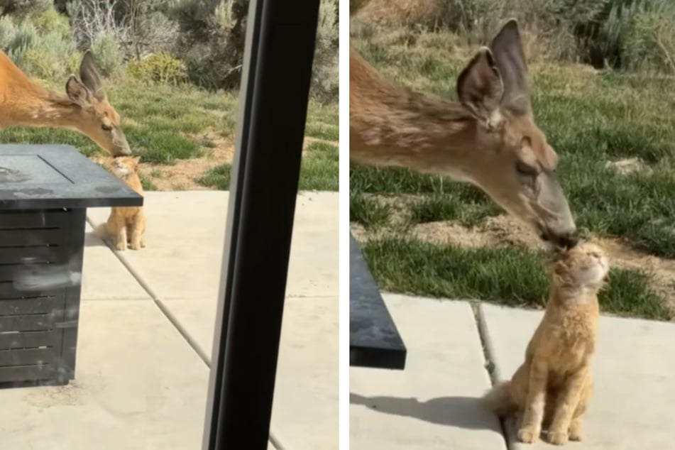Wild deer thinks this cat is her baby in heartmelting viral footage!