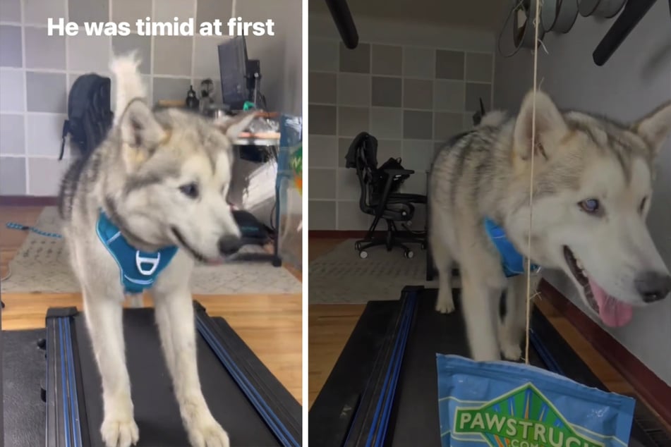 It took Hugo less than two hours to learn to walk on the treadmill.