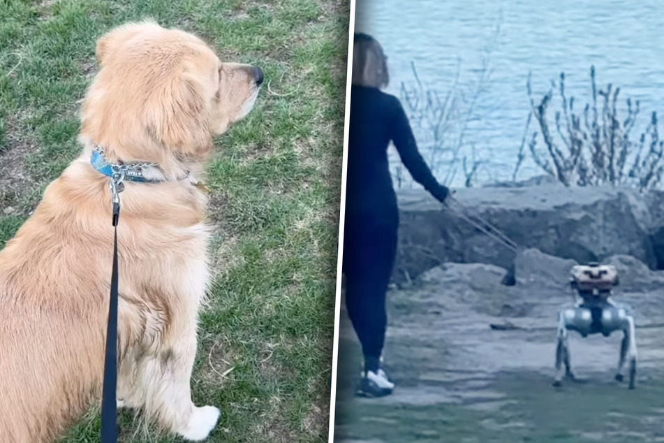 Dog sees robot pup for the first time, and he has a lot of feelings about it