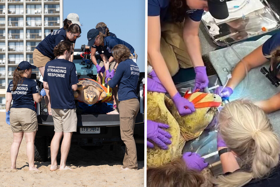 The sea turtle was rescued after great effort.