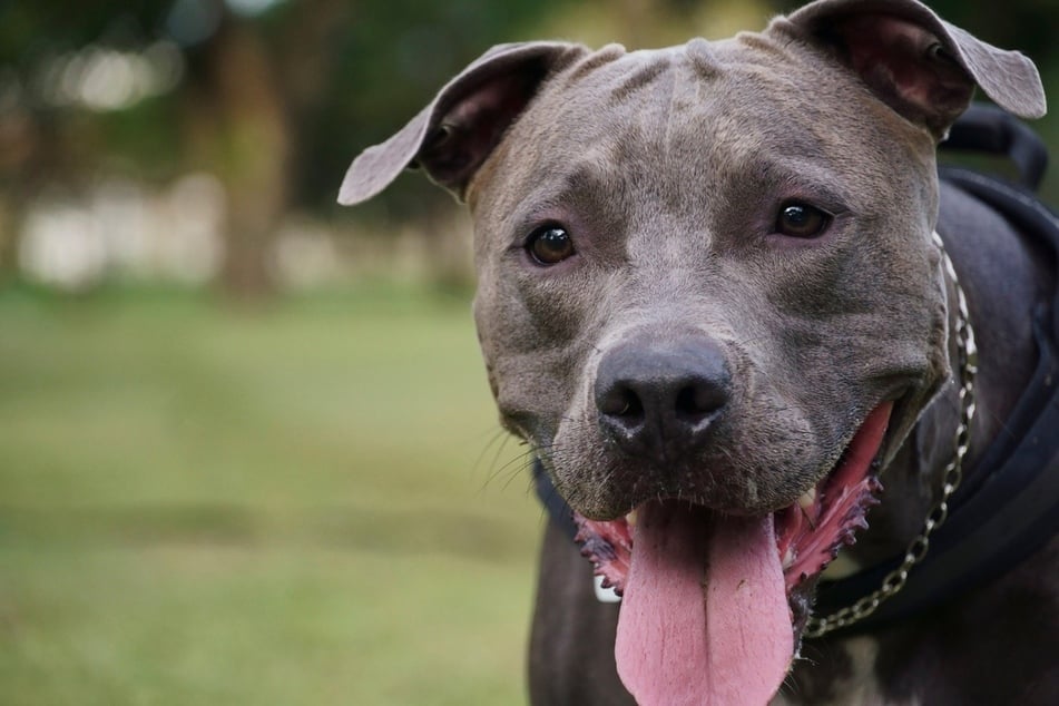Another dog that doesn't look the part is the American pit bull terrier.