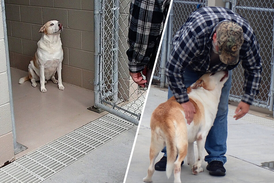 Depressed pup smiles for the first time in years after heartwarming reunion