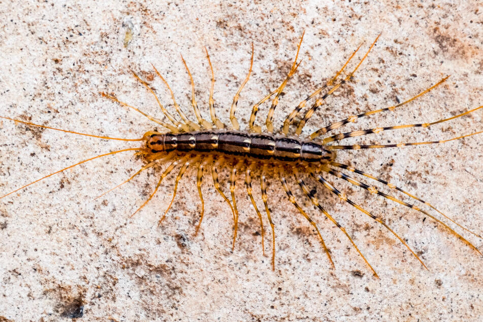 Scutigera coleoptrata is the technical name of this creepy-crawly (stock image).