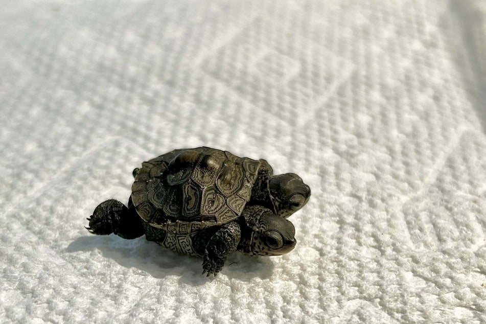 The veterinary team is now closely monitoring how the appetite, growth, and behavior of the 5.2‑gram newborn develop.