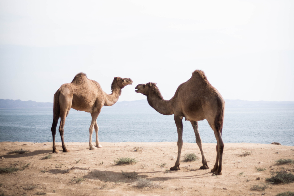 All camels are majestic beasts, but Bert out-shined the others!