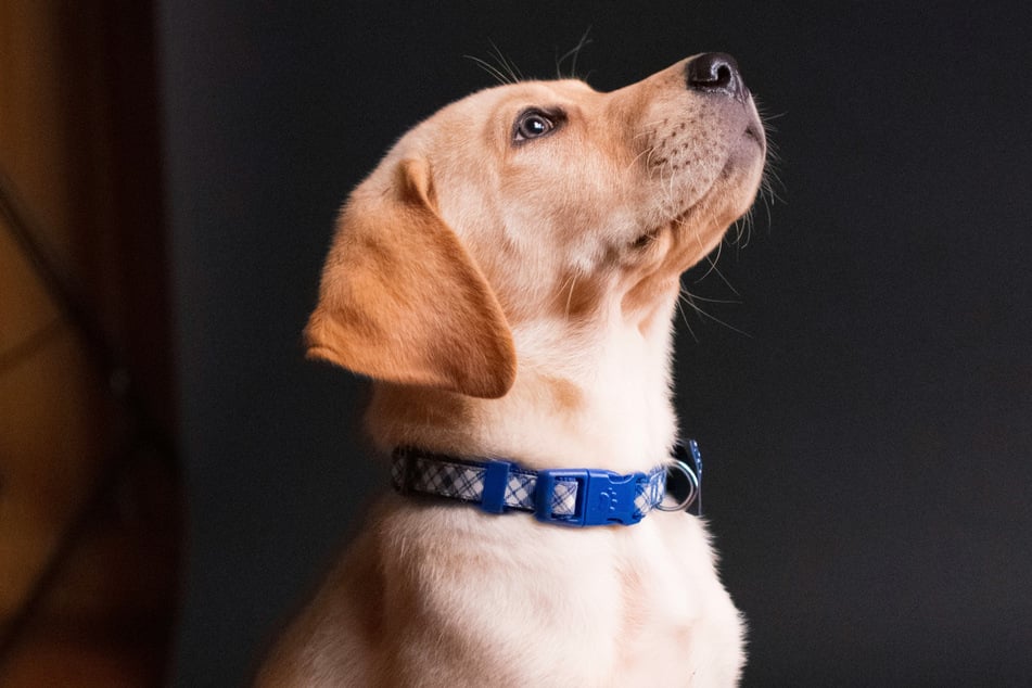 The researchers said that the dogs who could learn new words from eavesdropping were "deeply exceptional."