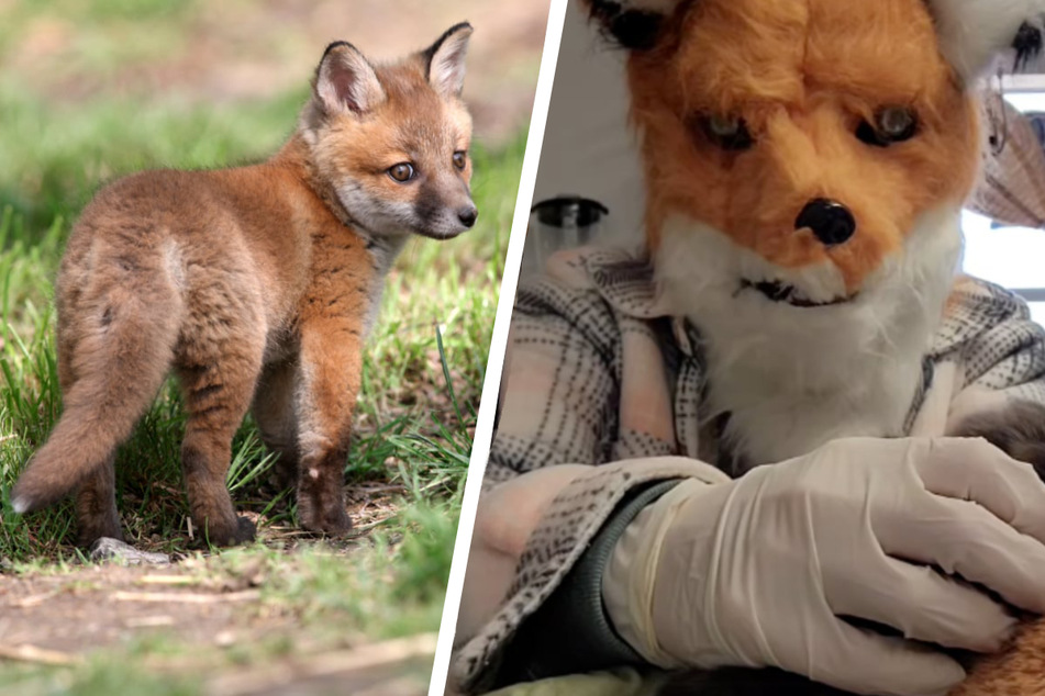 Animal rescuers don bizarre costumes to take care of baby fox!
