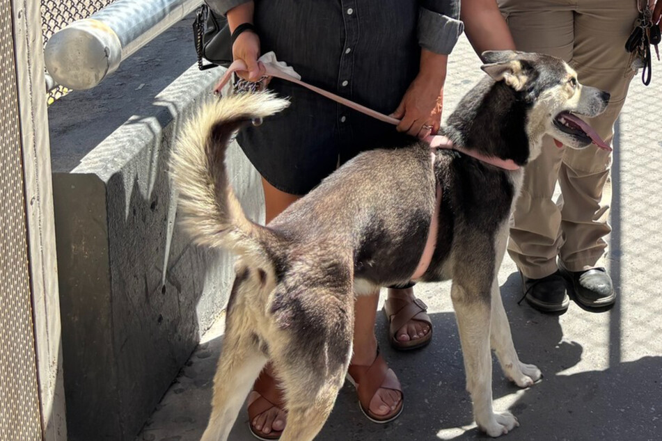 Rescued dog's microchip info reveals his wild international adventure!