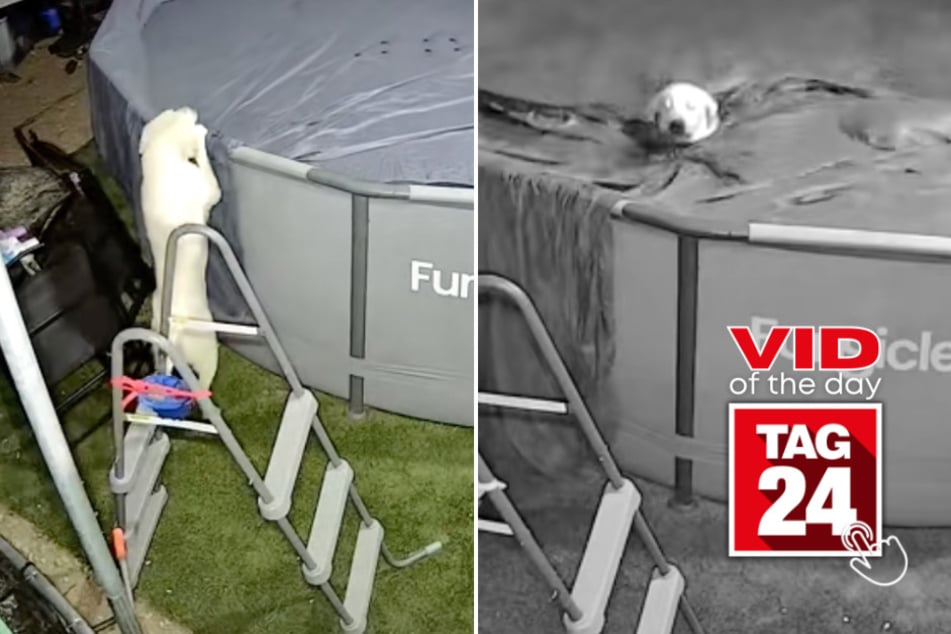 Viral Video of the Day for July 12, 2025: Two dogs caught taking a midnight plunge in backyard pool