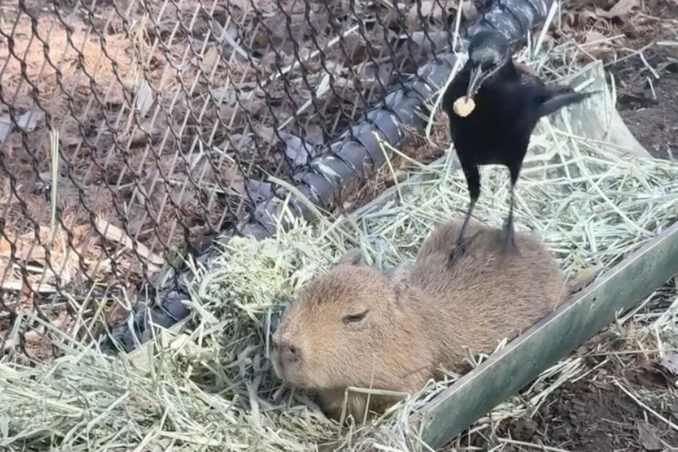 Tupi just wanted to sleep when the little Capybara received a visitor from the air.