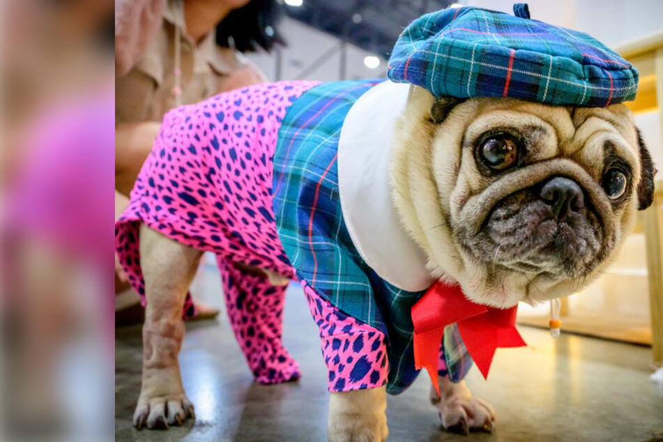 Pugs are no longer classified as "typical dogs"