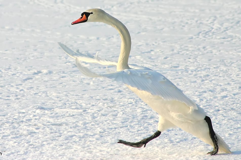 This Mute Swan looks like it is rushing in to say something very important in Bojan Bencic's entry called Funny Walk shot in Croatia.