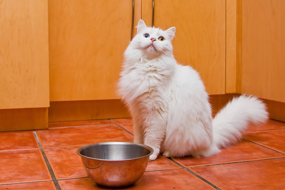Raggamuffins are more than just a funny name, they're the second cutest cat breed in the world.