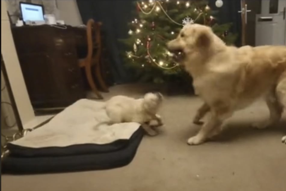 Puppy Pippa (l) and her big brother Wallace are home alone for the first time.