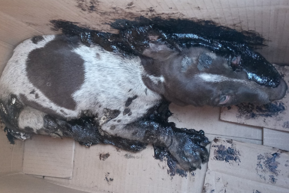 Puppy is rescued from a sticky situation