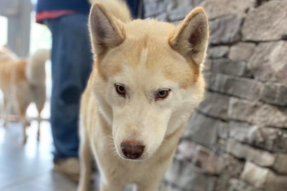 Husky Titan may look innocent, but the dog stunned animal shelter staff after freeing two dogs.