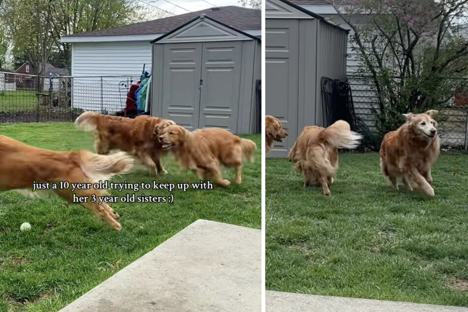 TikTok users praised the loving nature of the younger dogs, who still try to include their sister.