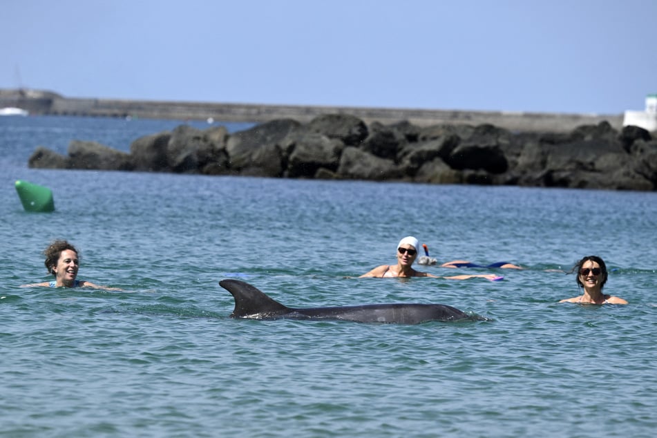 "Curious" dolphin charms French town – but experts are concerned