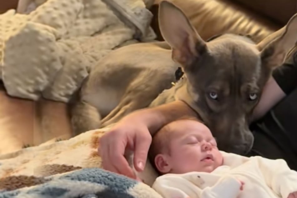 Rescue dog shocks owners with reaction to baby sister: "He's having SO MANY REALLY BIG feelings"